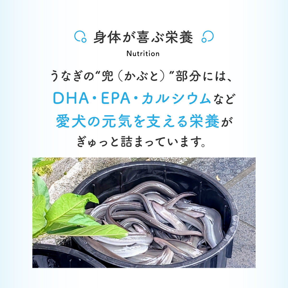 うなぎのかぶとパリポリ