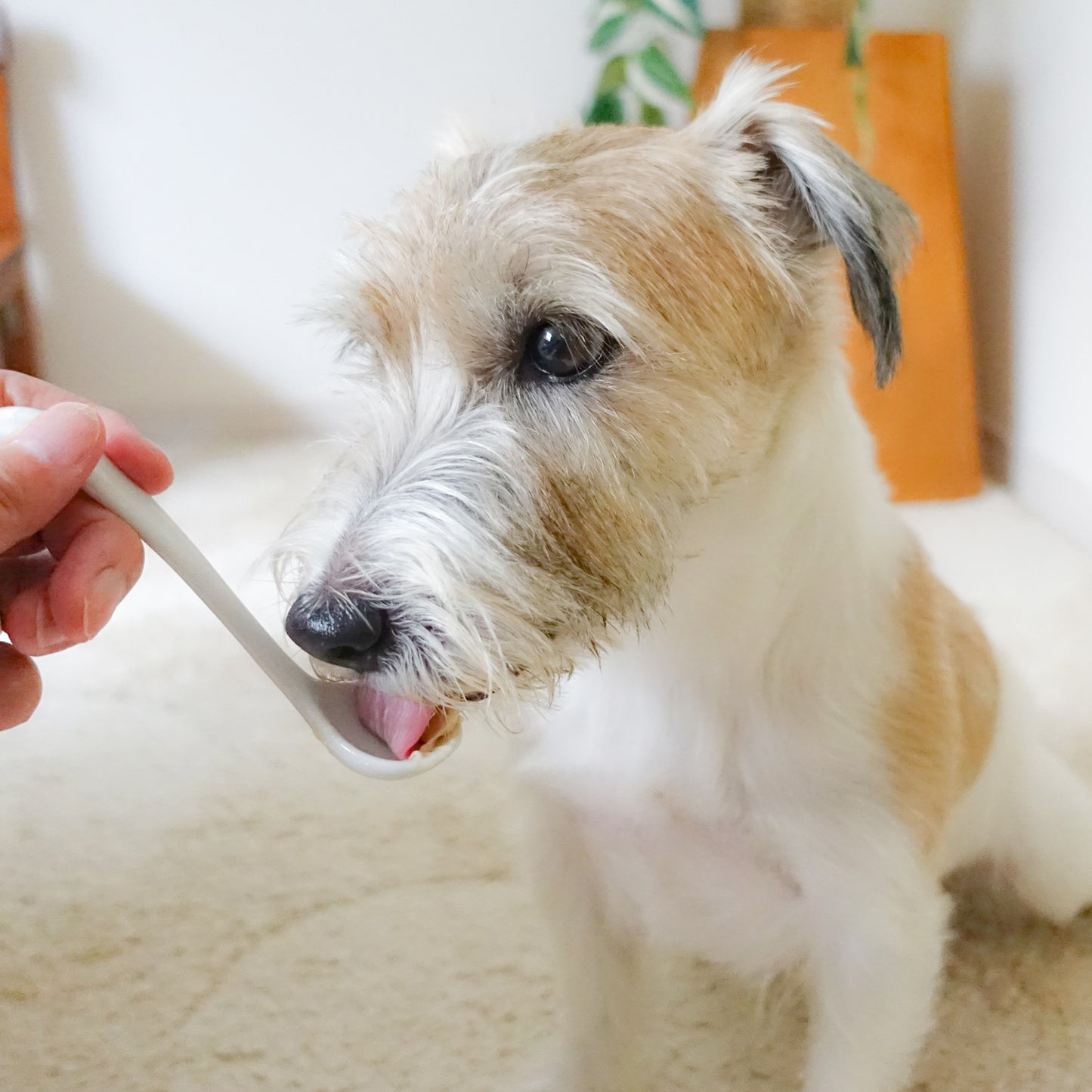 yum yum yum! ふんわりソース仕立て 馬肉