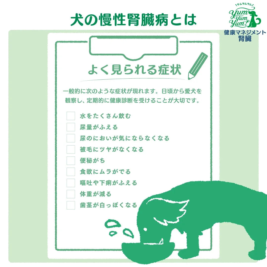 犬の慢性腎臓病でよく見られる症状(多飲多尿、食欲不振、体重減少など)をまとめたチェックリスト形式のイラスト