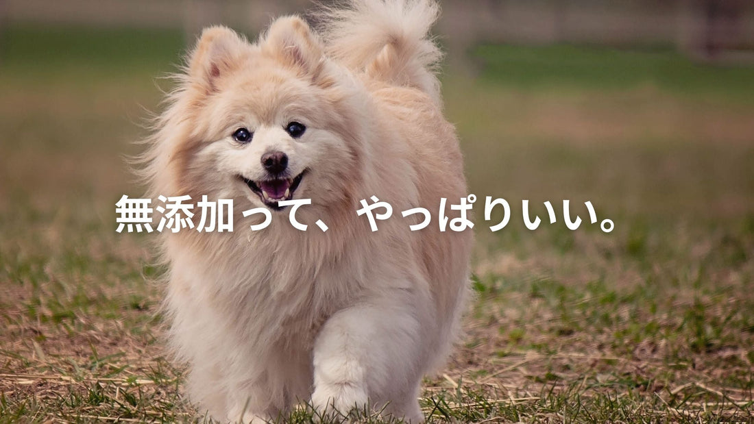 芝生の上を元気に走る白いポメラニアンの犬。「無添加って、やっぱりいい。」という文字入り