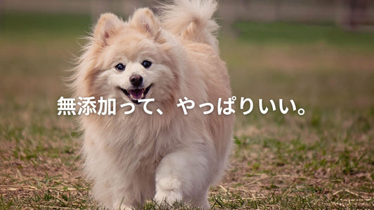 芝生の上を元気に走る白いポメラニアンの犬。「無添加って、やっぱりいい。」という文字入り