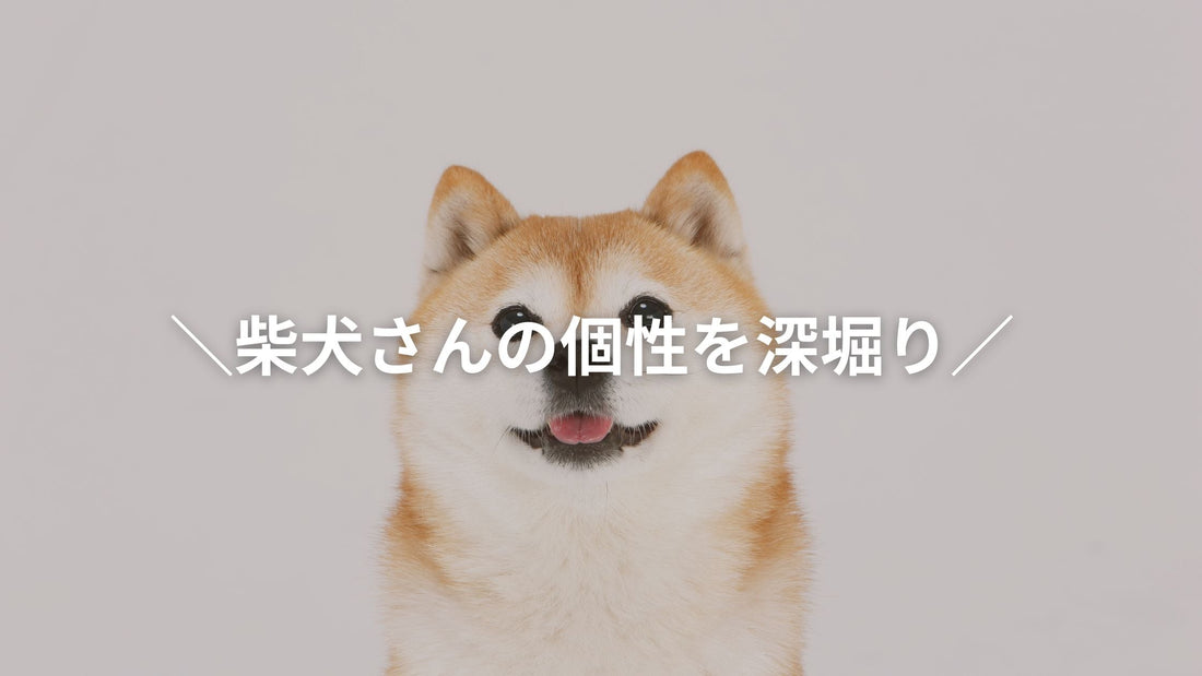 「柴犬さんの個性を深堀り」というテキストが重なった、正面を向いて微笑む柴犬のポートレート