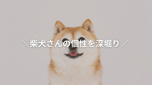 「柴犬さんの個性を深堀り」というテキストが重なった、正面を向いて微笑む柴犬のポートレート