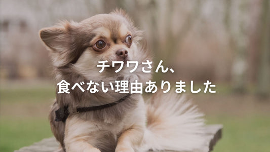 屋外で驚いた表情をしている長毛のチワワの姿
