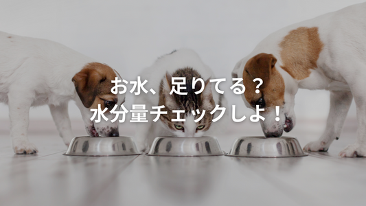 犬猫共通！1kgあたり50～60ml が目安｜水分不足に気づくチェック＆補給アイデア