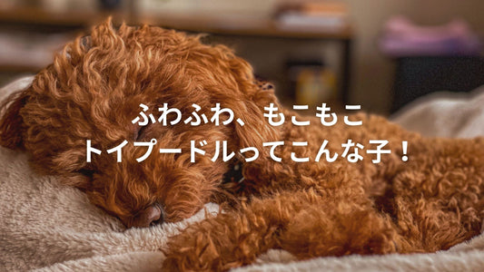 ふかふかのベッドで心地よさそうに眠る、茶色のトイプードルの子犬