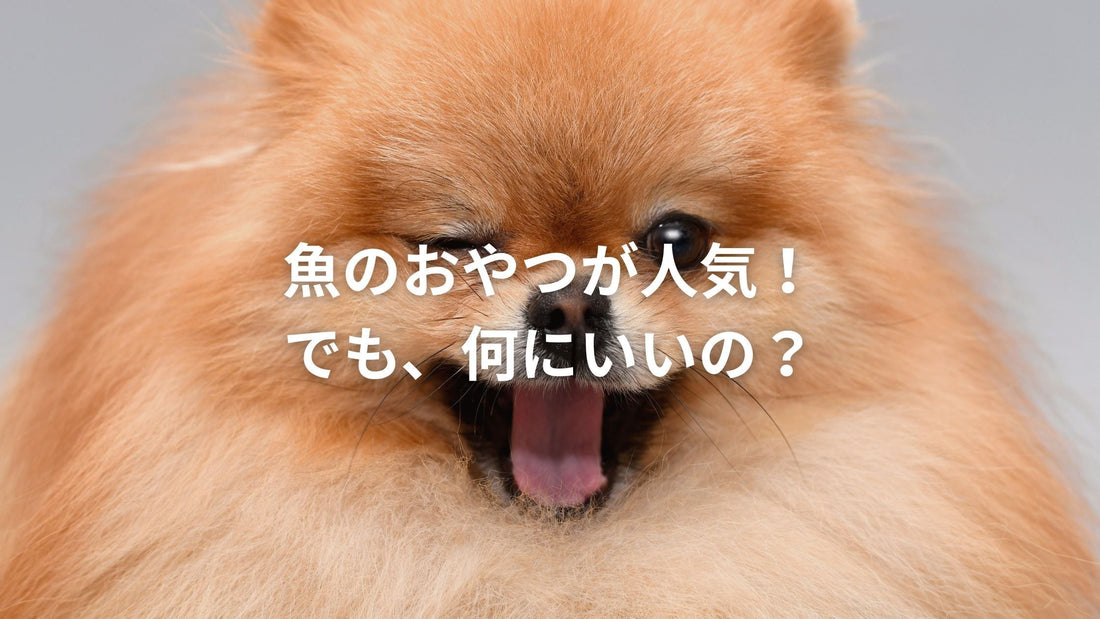 口を開けてあくびをする茶色のポメラニアンと、「魚のおやつが人気！でも、何にいいの？」というテキスト
