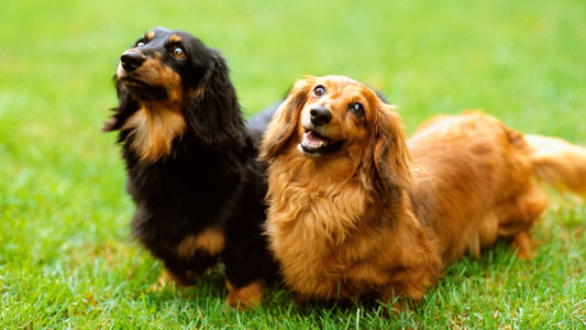 犬のおやつの与え方完全ガイド｜愛犬の健康を守る適正量と選び方