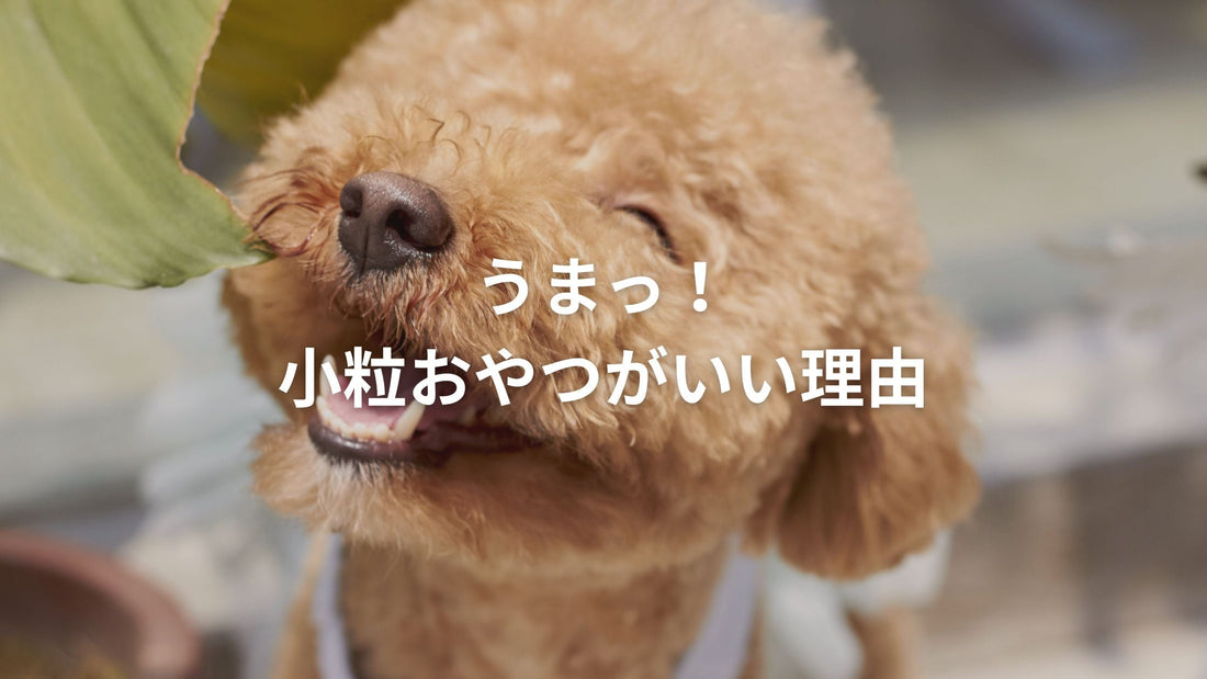 「うまっ！小粒おやつがいい理由」というテキストが添えられた、嬉しそうに表情を作るトイプードルのアップ写真