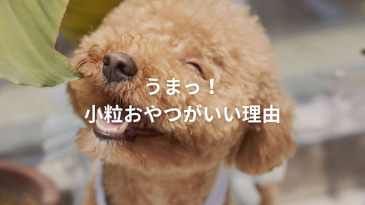 「うまっ！小粒おやつがいい理由」というテキストが添えられた、嬉しそうに表情を作るトイプードルのアップ写真