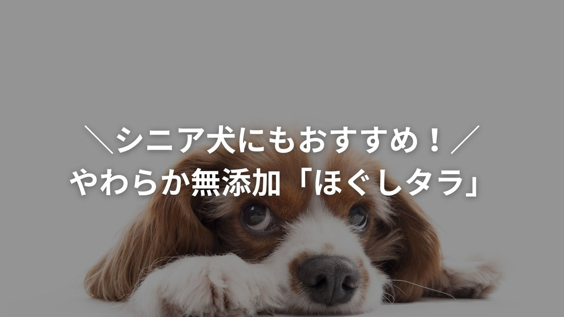 シニア犬におすすめの無添加フード「ほぐしタラ」の文字と、伏せている可愛い犬の様子