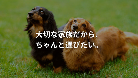 芝生の上に座る黒と茶色のダックスフント2匹と、「大切な家族だから、ちゃんと選びたい。」というテキスト