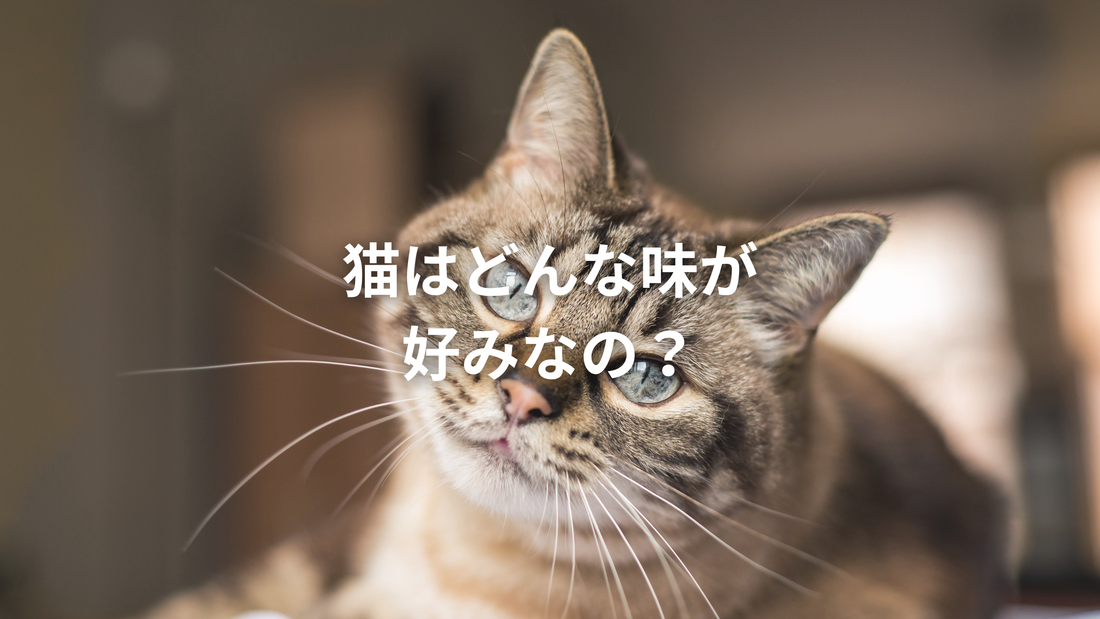 「猫はどんな味が好みなの？」というテキストが重なった、茶トラ猫のアップ写真