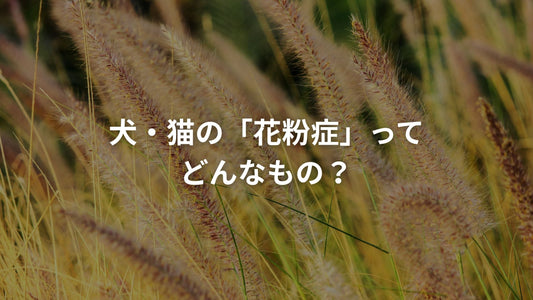 ススキのような黄金色の草原の背景に、「犬・猫の『花粉症』ってどんなもの？」というテキストが配置された画像