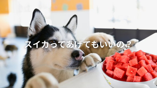 犬はスイカを食べられる？犬に与える際の注意点とコツ