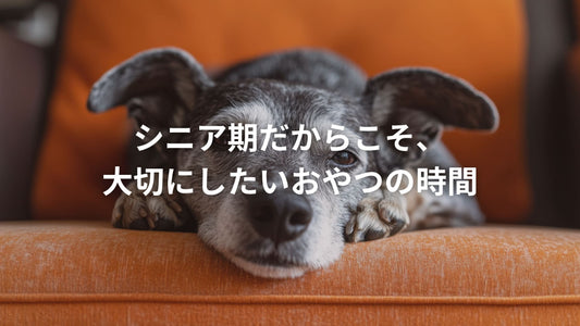 オレンジ色のソファでくつろぐシニア犬の様子と、「シニア期だからこそ、大切にしたいおやつの時間」というテキスト