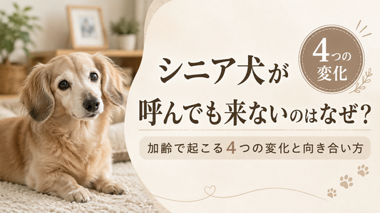 シニア犬が呼んでも来ないのはなぜ？加齢で起こる4つの変化と向き合い方