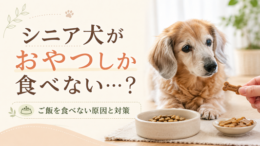 シニア犬がおやつしか食べない…ご飯を食べない原因と食事の工夫